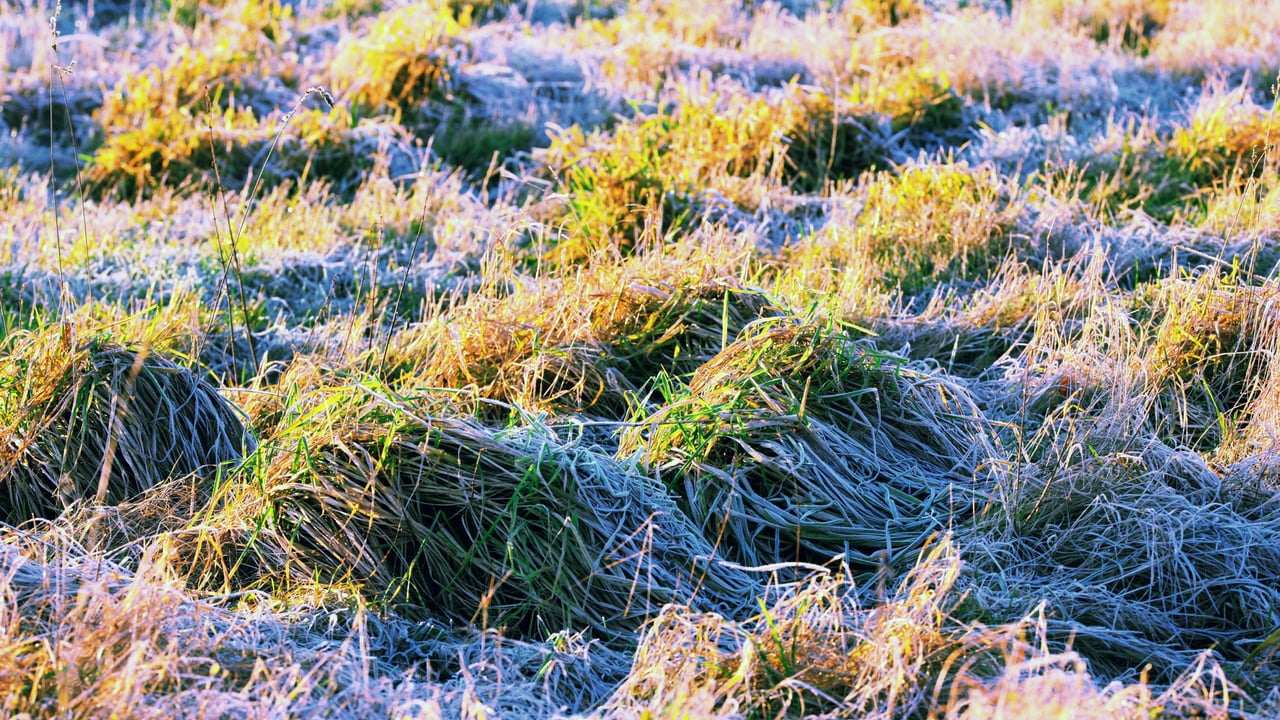 Get ready for 'cold with sharp to severe frosts' and wintry showers - Met Éireann