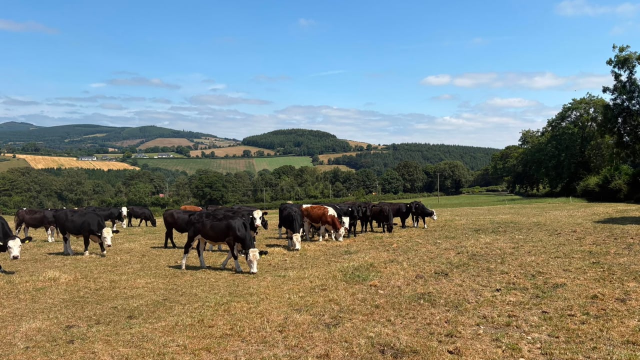Dealing with dry weather conditions on ABP Demo Farm