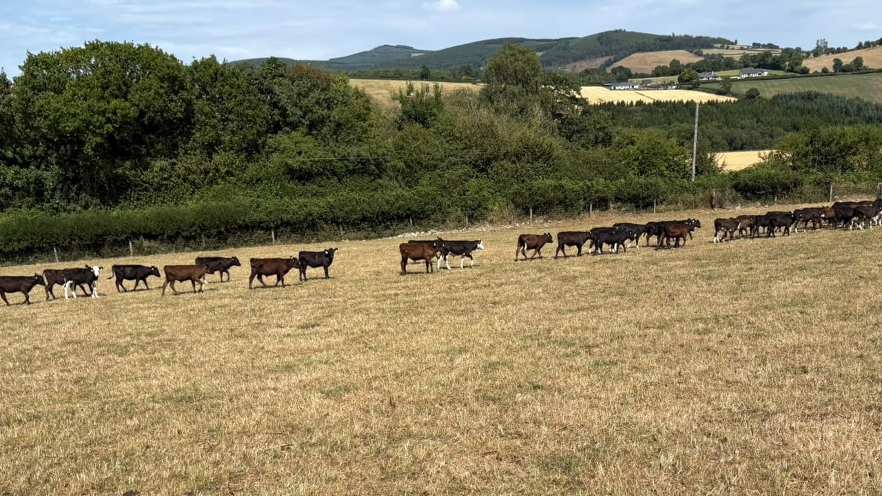 Caution advised when upping meal feeding rates for calves in dry spell