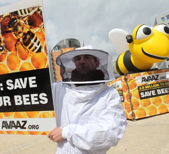 EU to ban bee pesticides from December