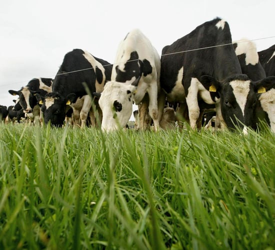 Maintaining high quality grass as growth rates continue