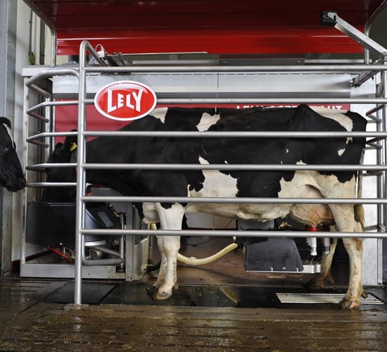 More milk and less work with a high yielding pedigree Holstein herd in Limerick