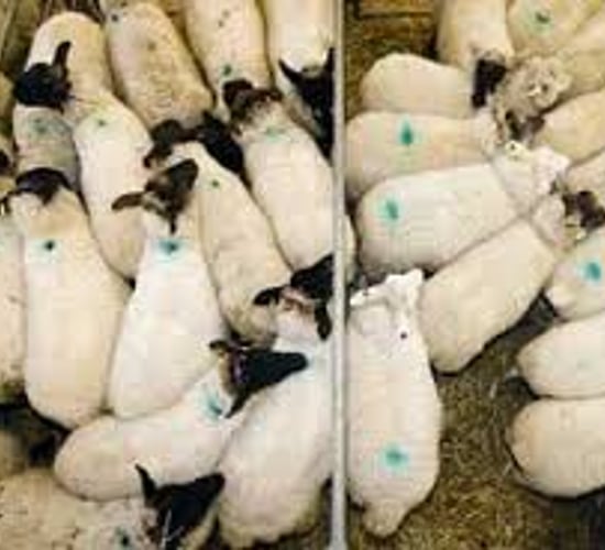 Farmers resisting lower lamb prices - IFA