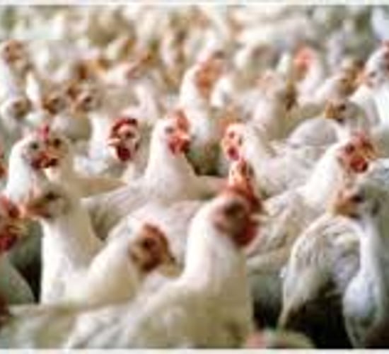 70% of UK supermarket chicken positive for campylobacter