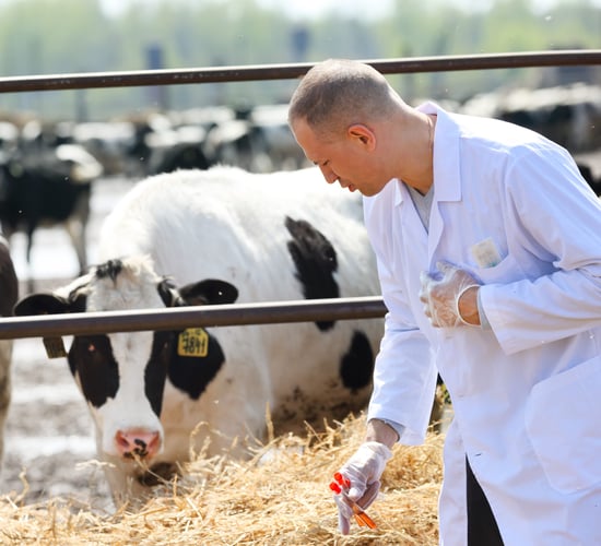 FAO: Improved productivity key to less antibiotic use in livestock