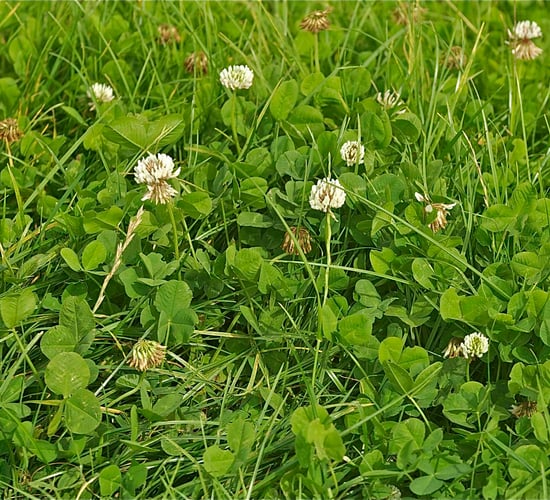 Using white clover to boost grazing performace