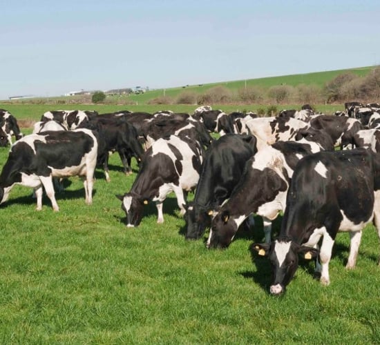 DARD proposes voluntary Bovine Testing