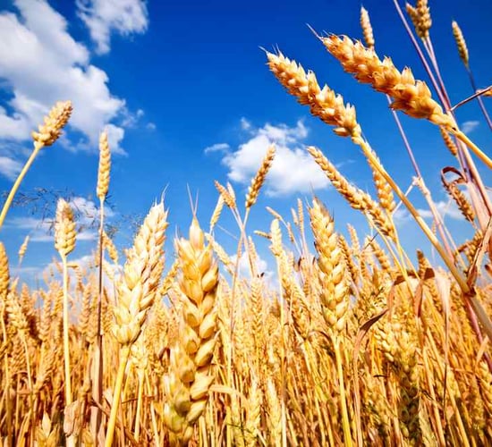EU farmers remain concerned over impact of Ukrainian exports