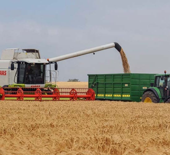 Barley going for gold as first harvest yield a hit