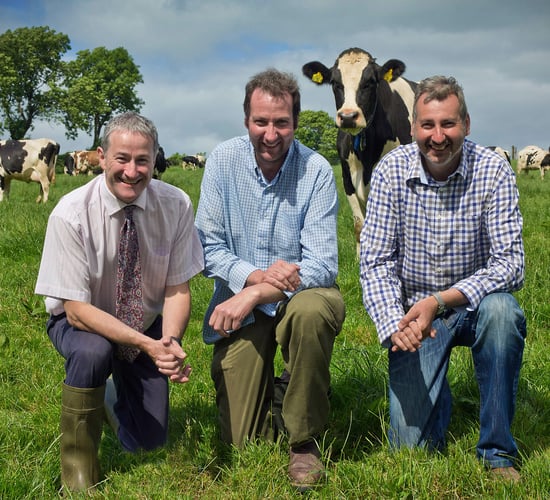 Concentrate feeding for cows