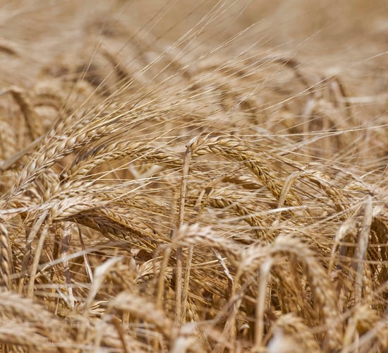 Improved yield expectations for spring barley in Europe