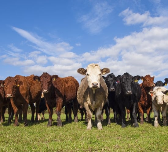 'Global beef production needs to rise by 43% to feed growing population'