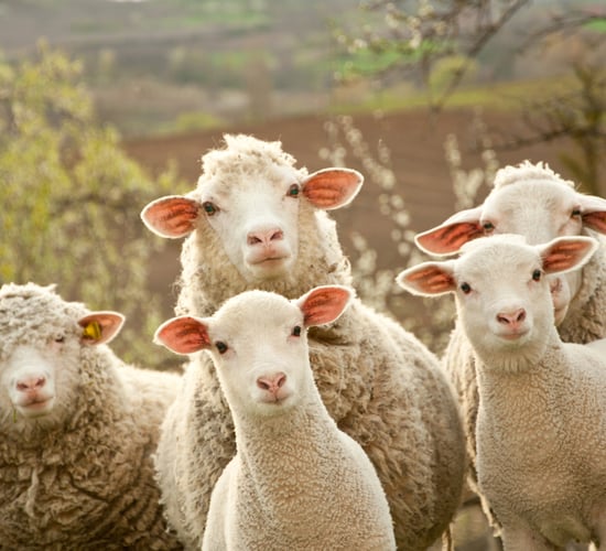 Sheep shearers flock to tomorrow's Tullamore Show