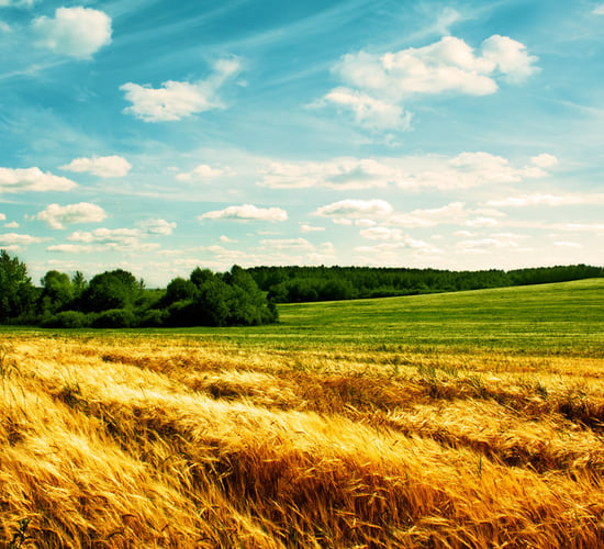 Impact of plant protection restrictions on Irish tillage raised in EU