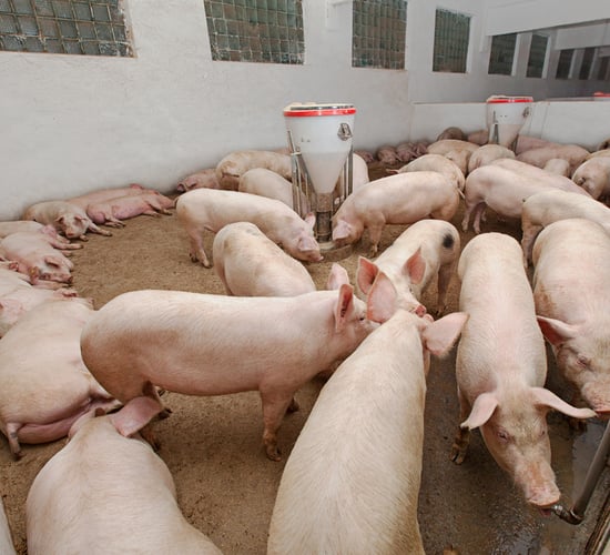 Pig farmers 'now receiving quotes of €2/kg'