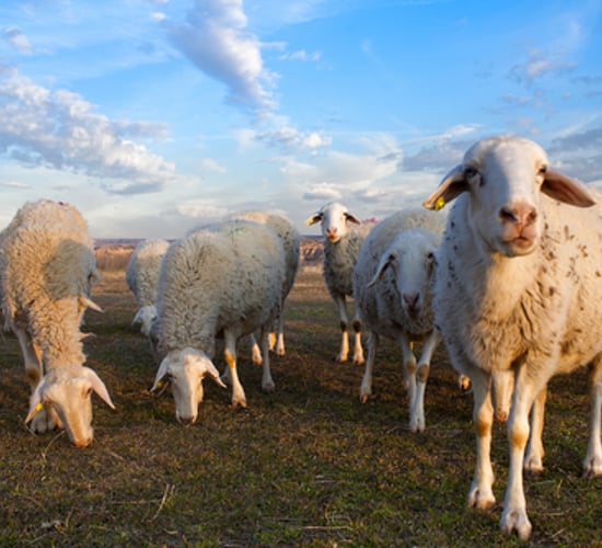 Schmallenberg virus expected to spread through Ireland in 2013