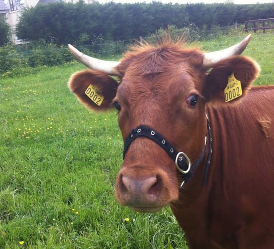 All for the love of Dexter