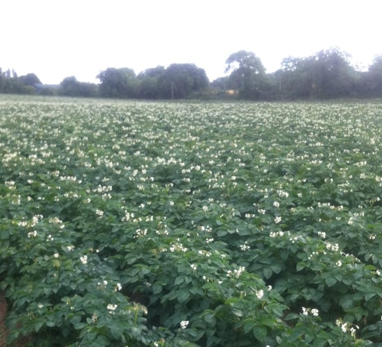 Rooster is top of the pops, as growers look for EU spud promo