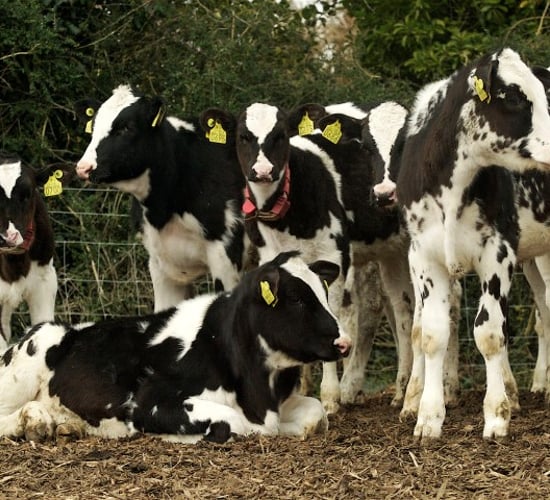 Vigilance is key with Johne’s disease, NI expert