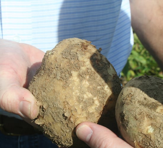 ‘Gaps in consumer knowledge’ affecting potato sales