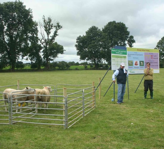 Importance of ram star index for Sheep stressed by Teagasc