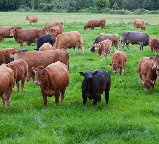 Genomics beef scheme linked to BVD wipe out