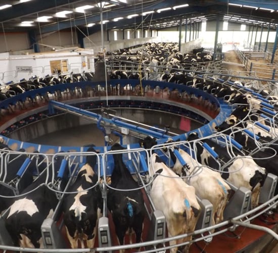 Domestic milk intake up 2.7% in August
