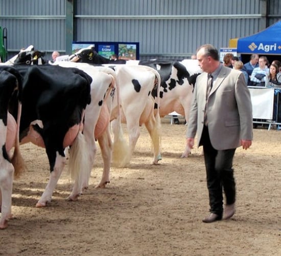 Top Canadian judge for Baileys champion cow competition