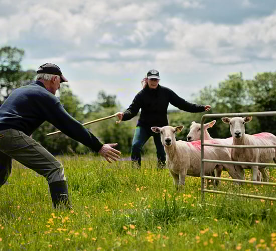 Results from this year's Irish National Sheepdog Trials