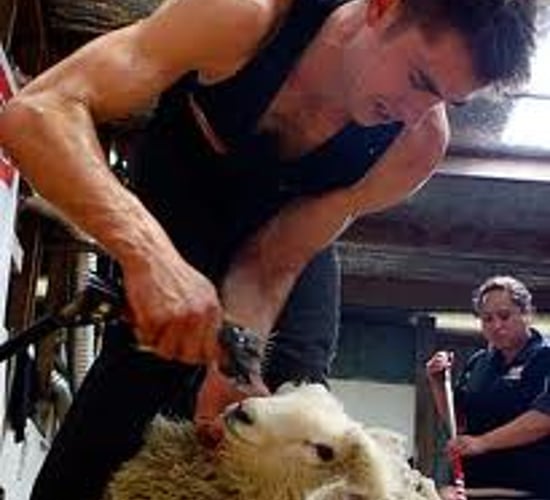 World lamb shearing champion set for Tullamore