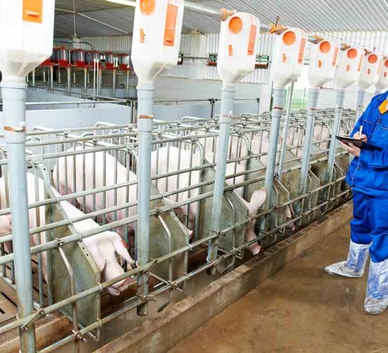 'Time is running out for pig producers and processors in the EU'