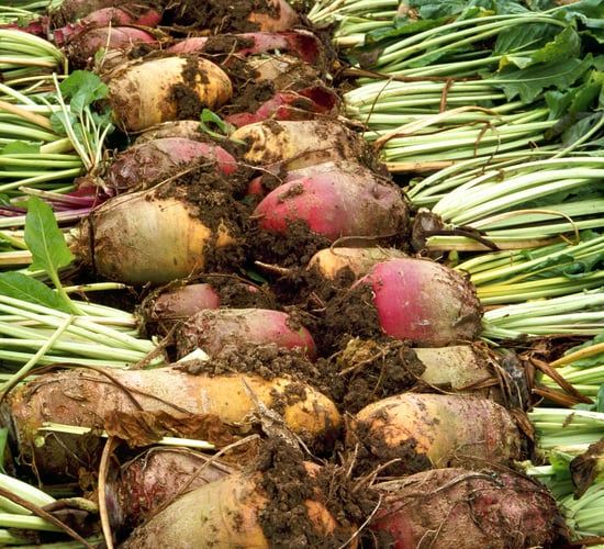 If cattle had pocket money, they would buy fodder beet