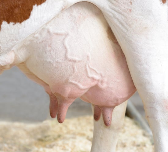 Selective dry cow therapy: The need to plan