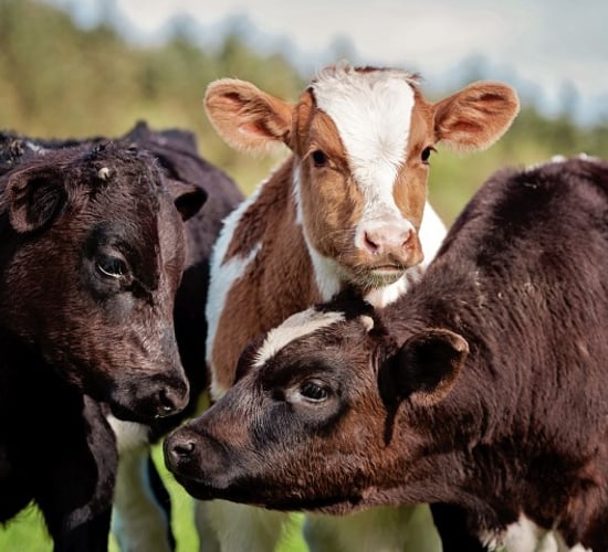 Calf births decline for first time in three years