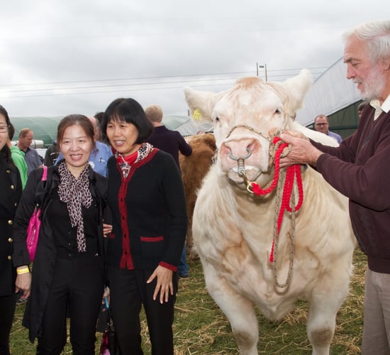 Chinese buyers eye Ireland's pigmeat