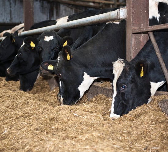Autumn calving: Looking after the freshly calved cow