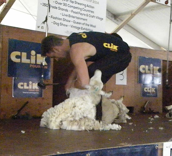 Irish sheep shearer finishes third in World Speed Shear event