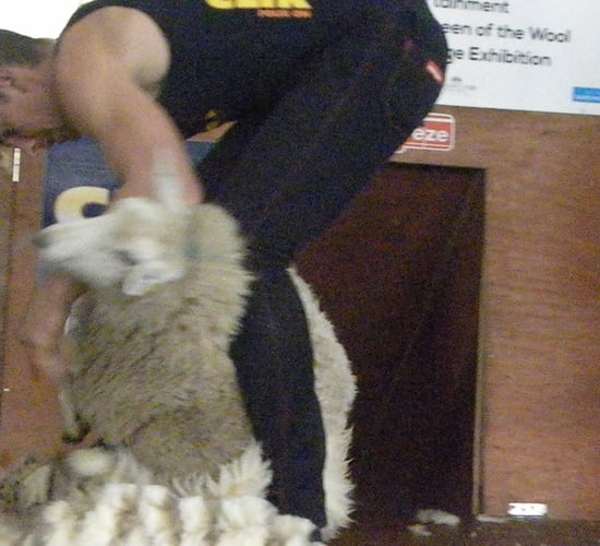 China continues to dictate Irish wool prices