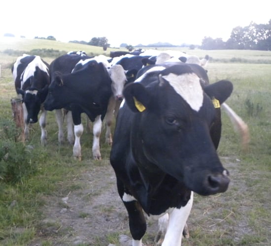 Irish Prison Service dairy tender