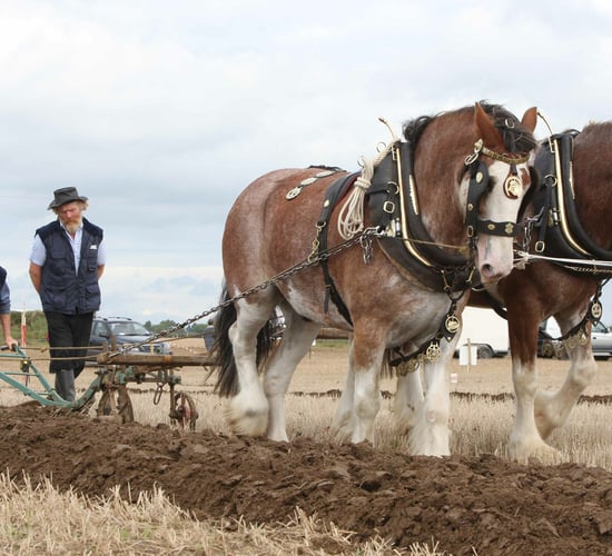 Competitors respond in kind to good ground conditions at Ploughing 2025