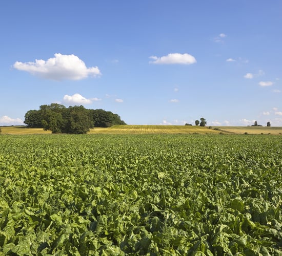 The beet is on, fundraising under way for Irish bioethanol hub