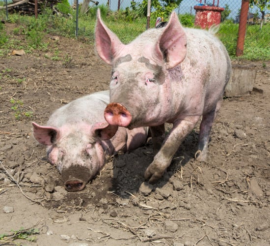 First cases of African swine fever discovered in Vietnam