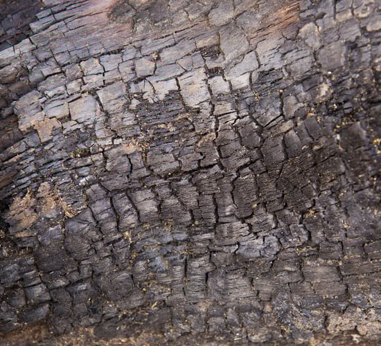 Significant ash dieback find in Leitrim as outbreak spreads