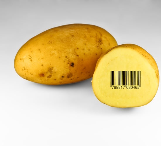 Teagasc GM potato research not affected by EU national opt-outs