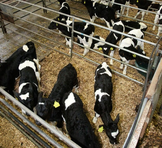 Calf trade: Numbers beginning to dwindle at marts