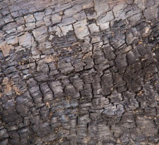 Update on ash dieback outbreak