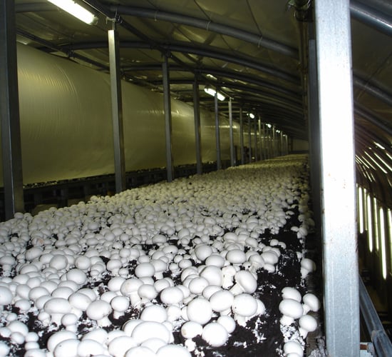 50% of 2023 horticulture and cereals exports were mushrooms