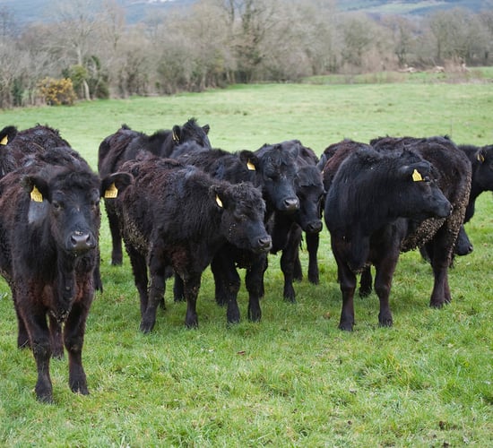 How to manage Johne's disease in weanling cattle