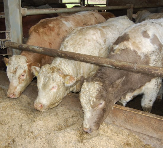 New weighing scheme 'does not go far enough' for beef finishers
