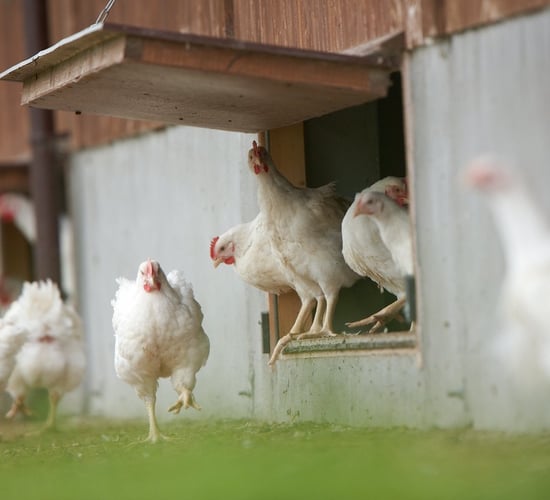 Free range egg producers have been treated despicably